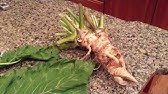 Growing Horseradish - Part 1