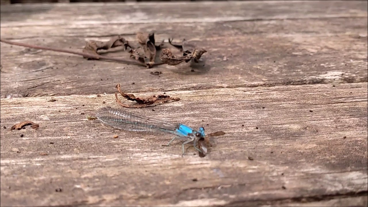 Dragonfly eating moth