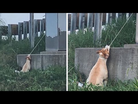 Man rescues dog hanging near highway overpass by electrical cord