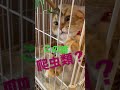 この猫、爬虫類?ww#shorts