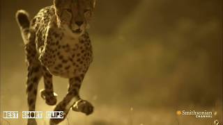 This Is Why You Can't Outrun A Cheetah .. ( Subscribe For More Videos )