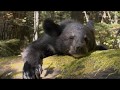 Возвращение медвежат в дикую природу