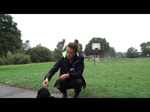 recall-in-puppies....-foundation-training-with-otis-the-cocker-spaniel-puppy