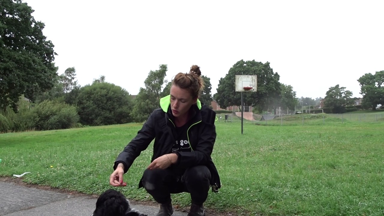 Recall in puppies....   foundation training with Otis the Cocker Spaniel puppy