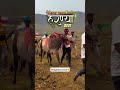 सर्ज्या आणि हरण्या 👑#viralvideo #bailgadasharyat #vita #village #shots #ytshorts #bullfarm