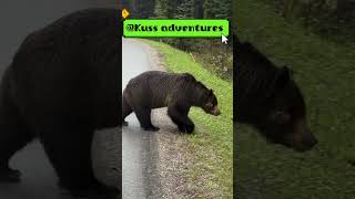 Encounter with the grizzly bear on the road #wildlife #kussadventures #animaladventure