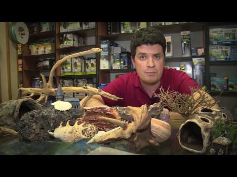 Video: Su Bilərə Balıqlarınız üçün Canlı Yemək Kimi Yetişdirmə - Akvarium Cladocera