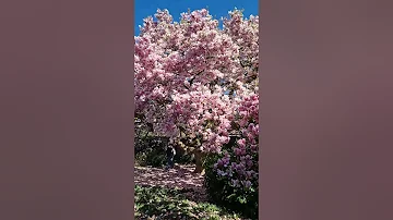 ???? Blossom Cuijk Brabant the Netherlands @TravelwithHugoF #Blossom #spring #netherlands