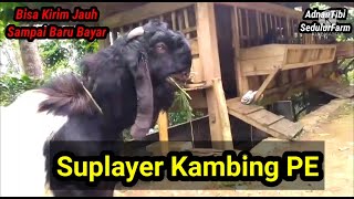 Bakalan Jantan-Jemoko-Induk Dara | Si player Kambing PE