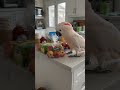 My Cockatoo thinks every belongs on the toy is around him! 😆#Cockatoo #FunnyBird #ViralShorts