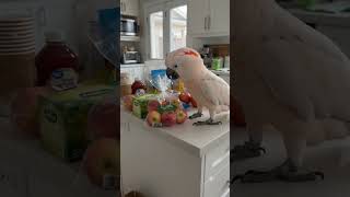 My Cockatoo thinks every belongs on the toy is around him! 😆#Cockatoo #FunnyBird #ViralShorts