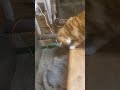 Does This Cat Actually Know How to Play Fetch? #catshorts #funny #pets