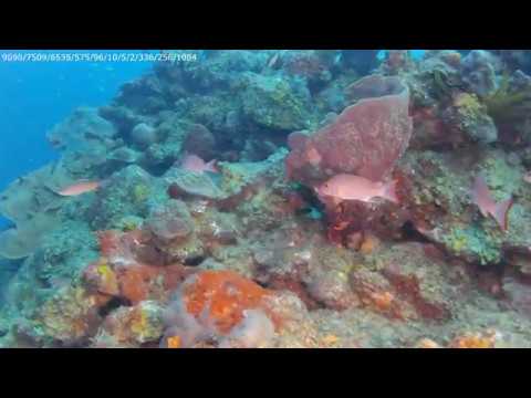 SeaLife ReefMaster RM-4K Video Clip 2