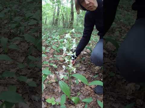 Video: Lubka bifolia (Platanthera Bifolia). Lyubka dvilapė - naktinė violetinė