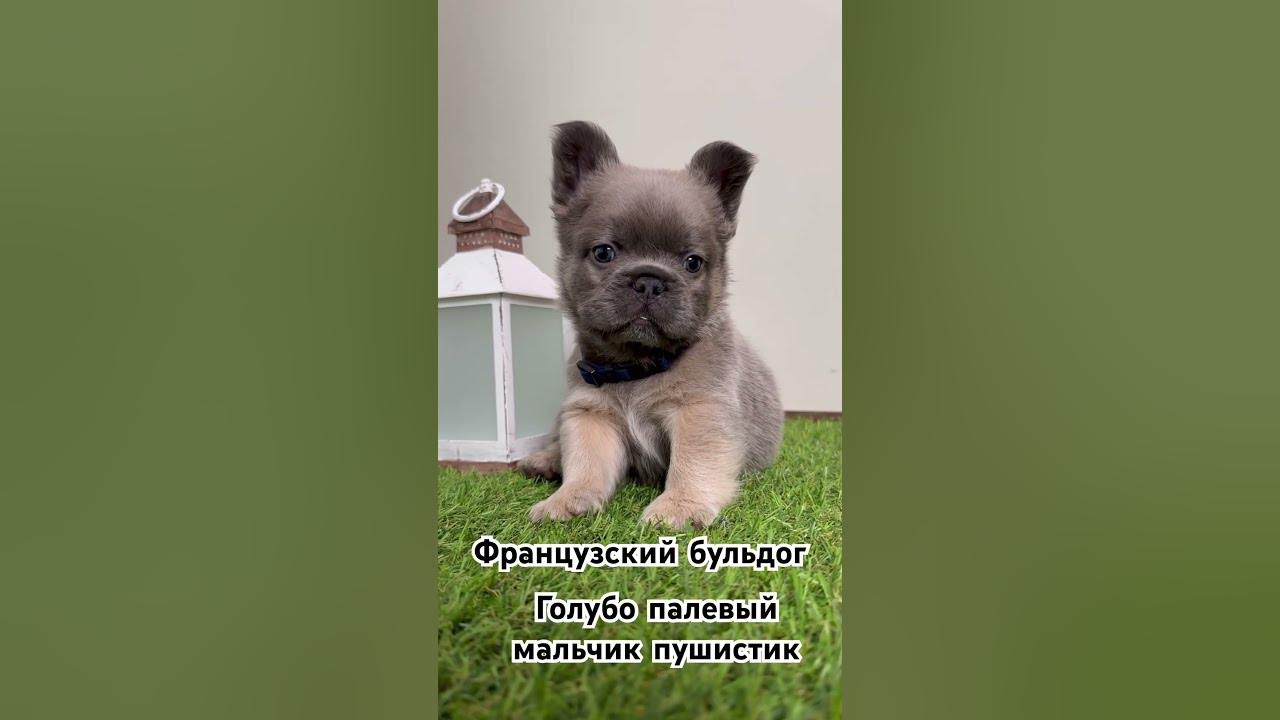 Французский бульдог флаффи - YouTube