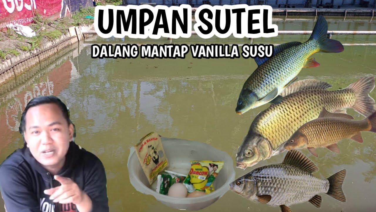UMPAN SUTEL DALANG MANTAP VANILLA SUSU