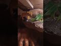 król gekon #reptiles #zwierzęta #gecko #animals #hobby #terrarium #jaszczur #nature #gekon #króllew