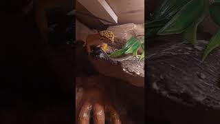 król gekon #reptiles #zwierzęta #gecko #animals #hobby #terrarium #jaszczur #nature #gekon #króllew
