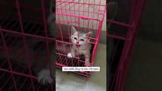 Tiểu Bối giúp bé mèo lạ ở góc cầu thang
