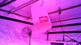 Indoor cannabis LED grow week 6