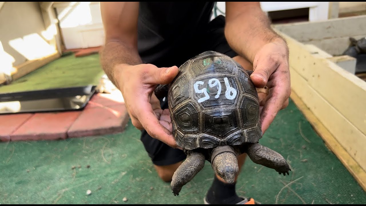 ID#965 6 5/8 in. Perfect Scute Lopsided Aldabra Tortoise Hatchling ...