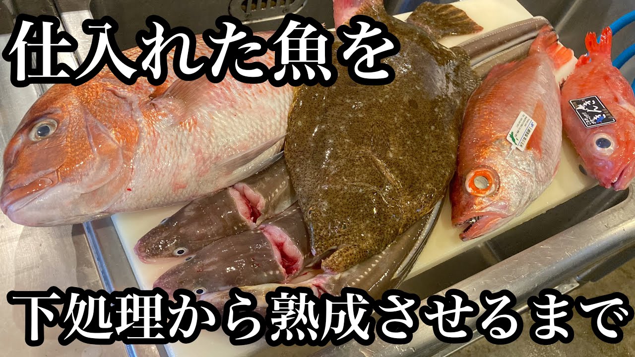 仕入れた魚を処理して熟成させるまでの動画🐟#熟成鮨利他#寿司#津本式