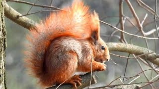 Wild Squirrel with a Nut _ Forest Sound Effect, Natural Sound