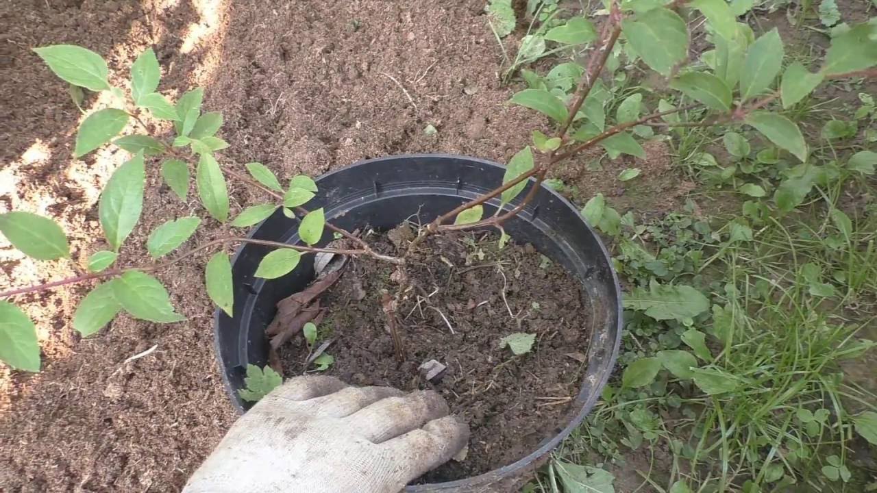 Сохранить гортензию до посадки в грунт весной. Высадка метельчатой гортензии.