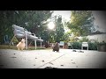 running chickens