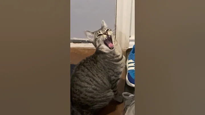 Watch the video about Sprout the Tabby Kitten has a lot to say about something. Also Rice the siamese #funnycatvideos