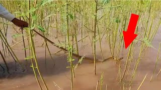 Snake Catching - Old Man Catching Snake in the Fields that can Swim - WOW