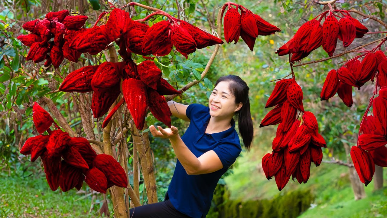 Harvesting Red Wild Fruit Goes To Market Sell | Cooking And Gardening | Ánh Vy Harvesting
