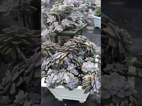 Video Sen Đá Hồng Mập - youtube