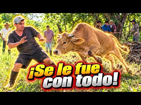 OMG! Mira como esta Vaca Puso a Temblar al CHERO