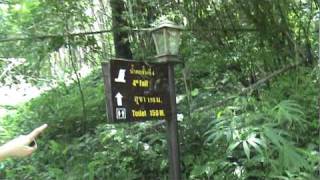 The Road That Leads To The Top - Lots Of Trees And Sound