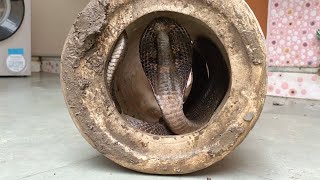 'Oh my God, it's Huge,' says a woman who discovers a venomous snake in her washbasin.