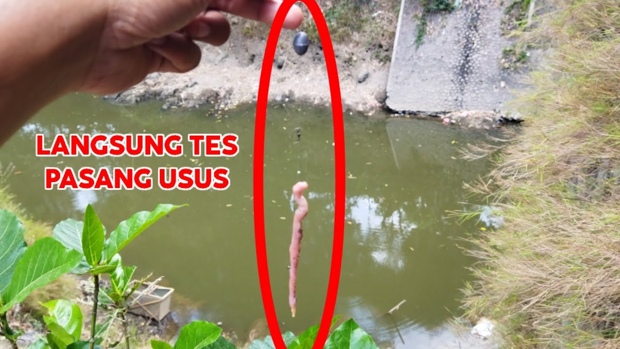 CARA MEMBUAT RAKITAN PANCING UMPAN USUS