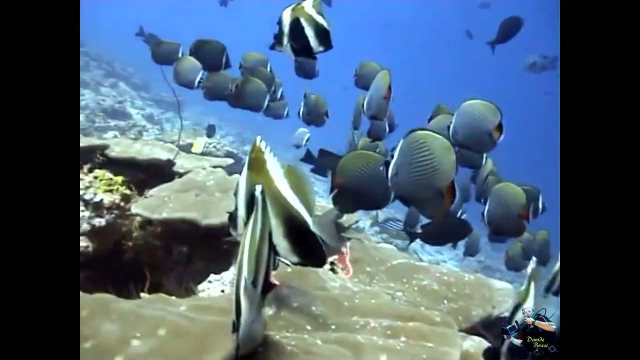 Old memories....of the Maldives.