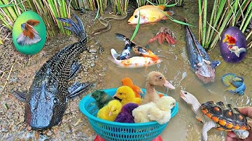 Bắt Các Con Vật Dể Thương, Cua rùa, Cá Koi, Cá Trê, Gà, Vịt Dể Thương, Thỏ Cá Vàng, Cá Sấu, Vịt Con