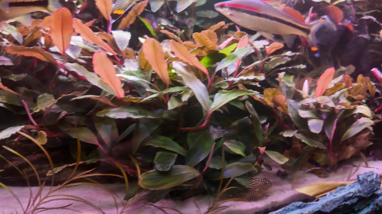 Аквариумный рай . Камень дракона и буцефаландры . Изменения .