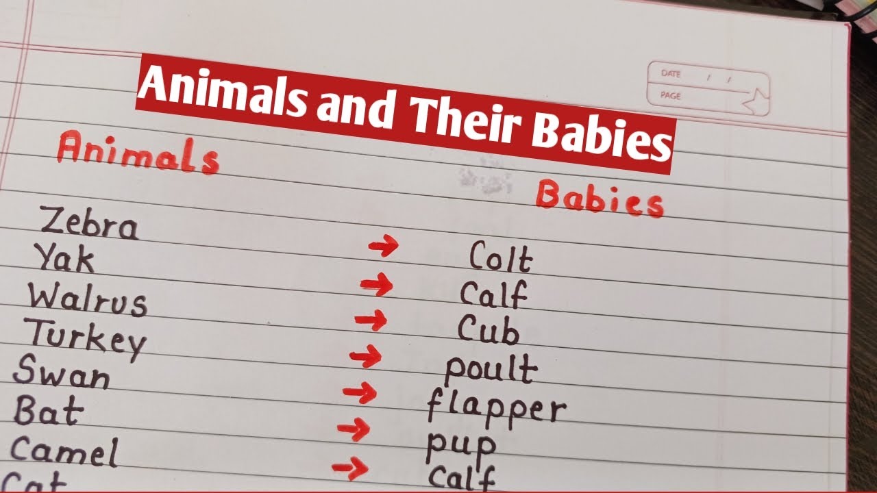 Animals and Babies Name | Animals and their babies name | English - YouTube