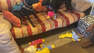 Dogs Get Excited And Fight Over New Soft Toys - 1500508