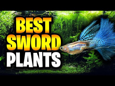 The Best Echinodorus Sword Plants For Planted Aquarium! (Easy Aquarium Plant)