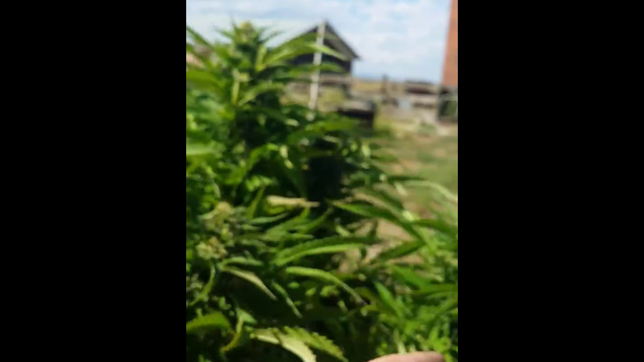 Update on Black Cherry Soda