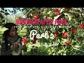 Apple picking in Aomori Japan (Hirosaki Apple Park) - Petik buah Apel di Jepang (part 2)