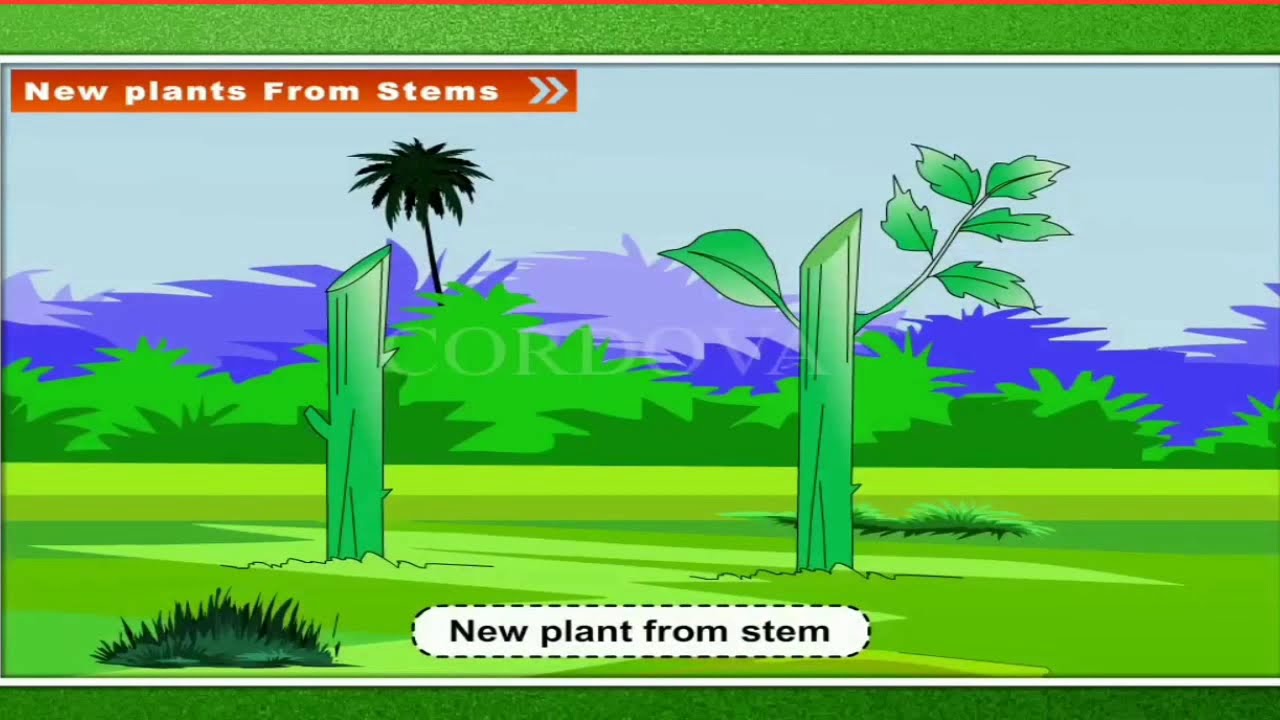 REPRODUCTION IN PLANT I How Plants Grow CBSE Science YouTube