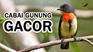 BURUNG CABAI GUNUNG GACOR COCOK BUAT MASTERAN ATAU PANCINGAN BAHAN