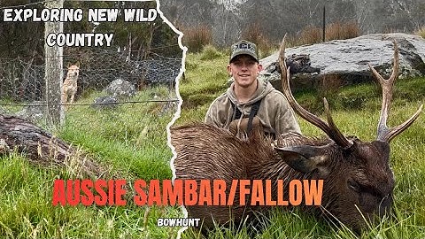 🐺 Stalked by a Dingo While Stalking a Deer 🔥 New property, Bow Hunting Sambar/fallow deer (full Ep)