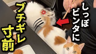 SIXPAD - 猫のしっぽ mqdefault.jpg
