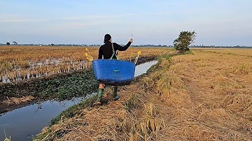 Kết Quả Bất Ngờ Khi Hàng Trăm Con Chuột Xa Bẫy Của 2 Vợ Chồng,Bẫy Chuột Đường Nước#vợchồngmiềntâytv